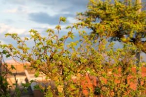 Berlin, attic, terrace, beech, fagus, evening light Berlin, attic, terrace, beech, fagus, evening light